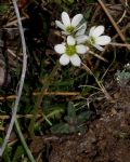 Saxifraga bulbifera