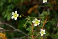 Saxifraga aspera