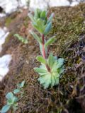 Saxifraga adscendens