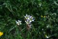 Saxifraga bulbifera