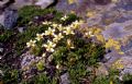 Saxifraga bryoides