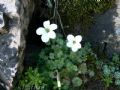 Saxifraga corsica