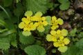 Chrysosplenium alternifolium