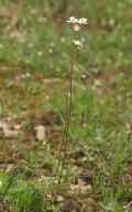 Saxifraga bulbifera