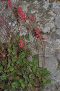 Heuchera sanguinea