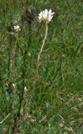 Saxifraga bulbifera