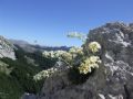 Saxifraga callosa