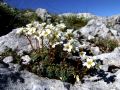 Saxifraga caesia