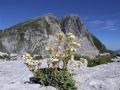 Saxifraga callosa