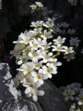 Saxifraga callosa