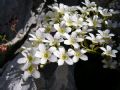 Saxifraga callosa