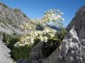 Saxifraga callosa