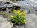 Saxifraga aizoides