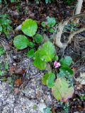 Bergenia crassifolia