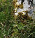 Saxifraga bulbifera