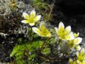 Saxifraga bryoides