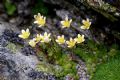 Saxifraga bryoides