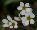 Saxifraga bulbifera