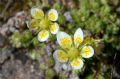 Saxifraga bryoides