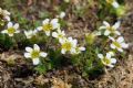 Saxifraga androsacea