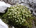 Saxifraga androsacea