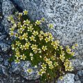 Saxifraga bryoides