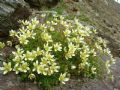 Saxifraga bryoides