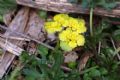 Chrysosplenium alternifolium