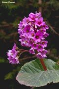 Bergenia crassifolia