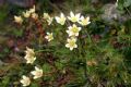 Saxifraga bryoides