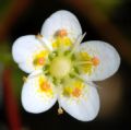 Saxifraga aspera