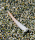 Scaphopoda