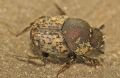 Onthophagus opacicollis