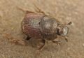Onthophagus ruficapillus