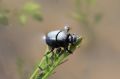 Onthophagus verticicornis