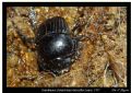 Scarabaeus laticollis