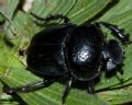 Scarabaeus semipunctatus