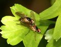 Cordilura albipes (cfr.)