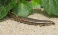 Chalcides ocellatus