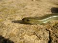 Chalcides chalcides