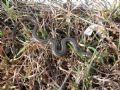 Chalcides chalcides