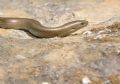 Chalcides chalcides