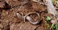 Chalcides ocellatus