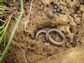 Chalcides chalcides