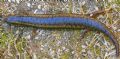 Chalcides ocellatus