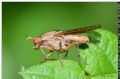 Pherbina sp.