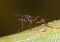 Sepedon sphegea