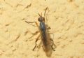 Dichetophora obliterata