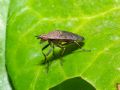 Euthycera cribrata