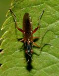 Sepedon sphegea